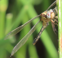 Orthetrum machadoi