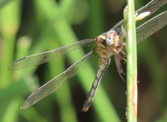 Orthetrum machadoi
