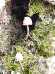 Lichenomphalia umbellifera