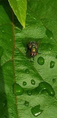 Lucilia sericata