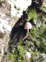 Lichenomphalia umbellifera