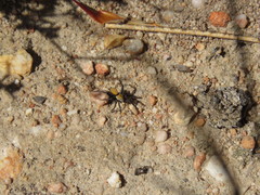 Asemesthes subnubilus