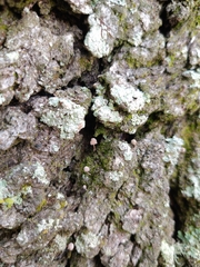 Lichenomphalia umbellifera