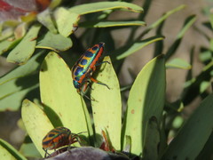 Calidea dregii