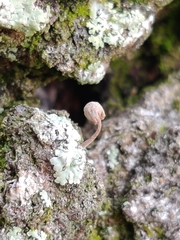Lichenomphalia umbellifera