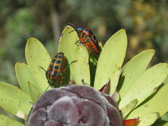 Calidea dregii
