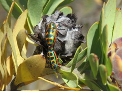Calidea dregii