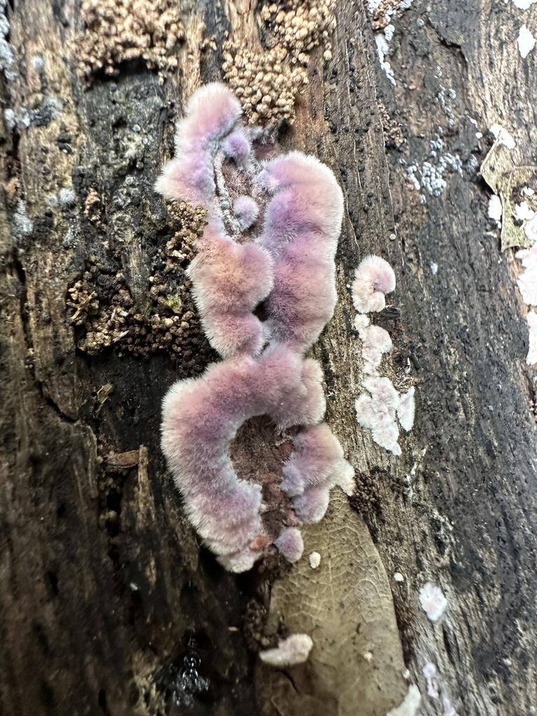 Punctularia atropurpurascens · November 2025 · photo: © ocean_beach_goth (iNaturalist, cc-by)