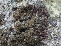 Parmelia serrana
