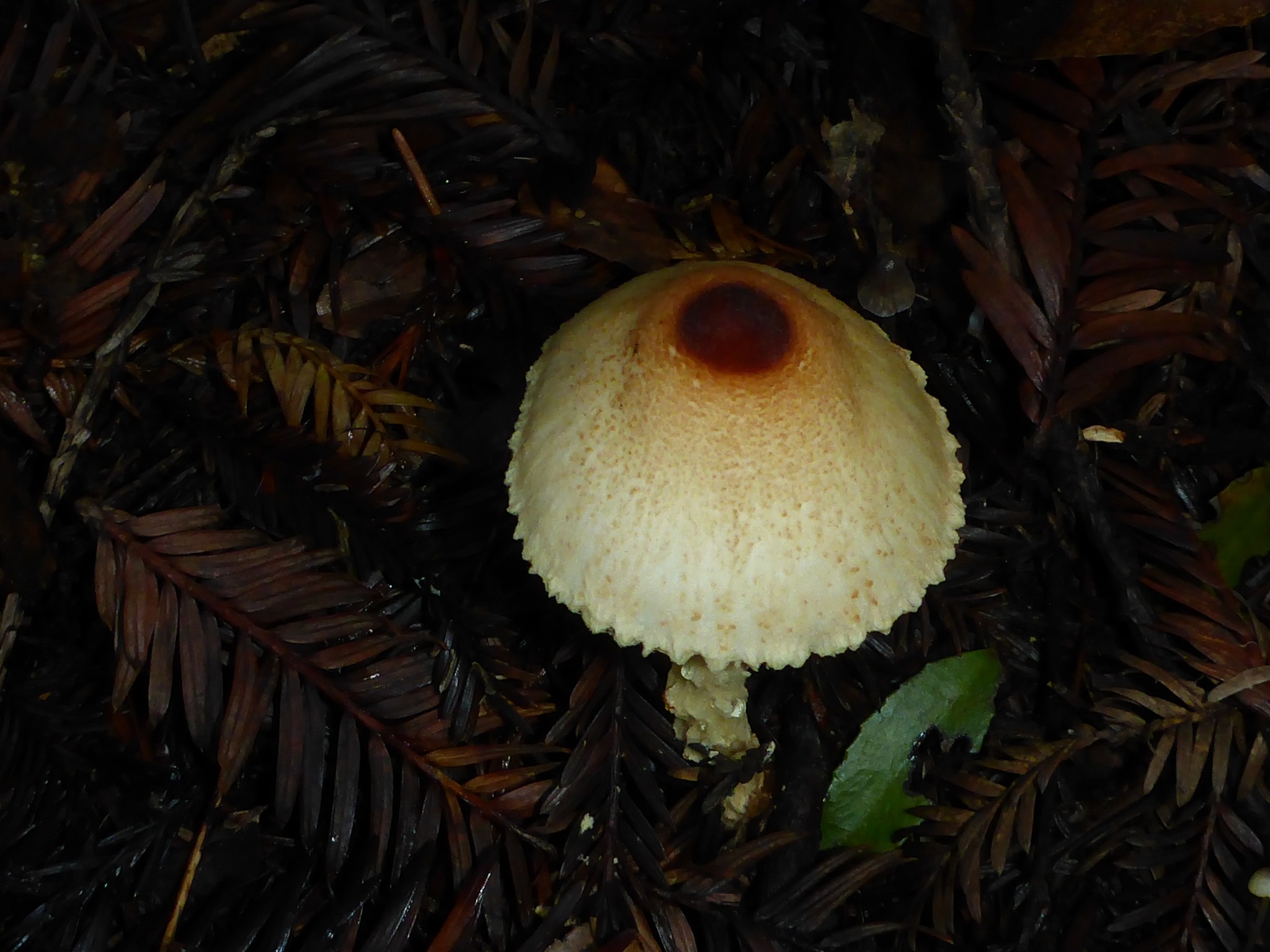 Lepiota magnispora image