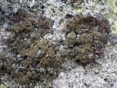 Parmelia serrana