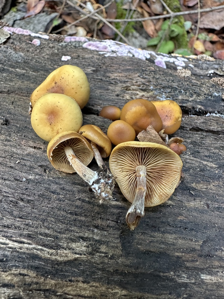 Galerina marginata · November 2025 · photo: © ocean_beach_goth (iNaturalist, cc-by)
