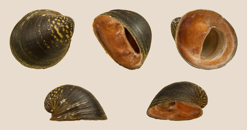 Neripteron violaceum (Gmelin, 1791)