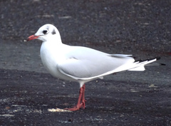 Chroicocephalus ridibundus