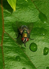 Lucilia sericata