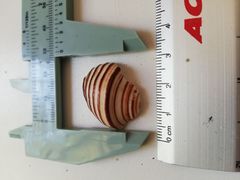 Opeatostoma pseudodon