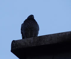Columba livia domestica
