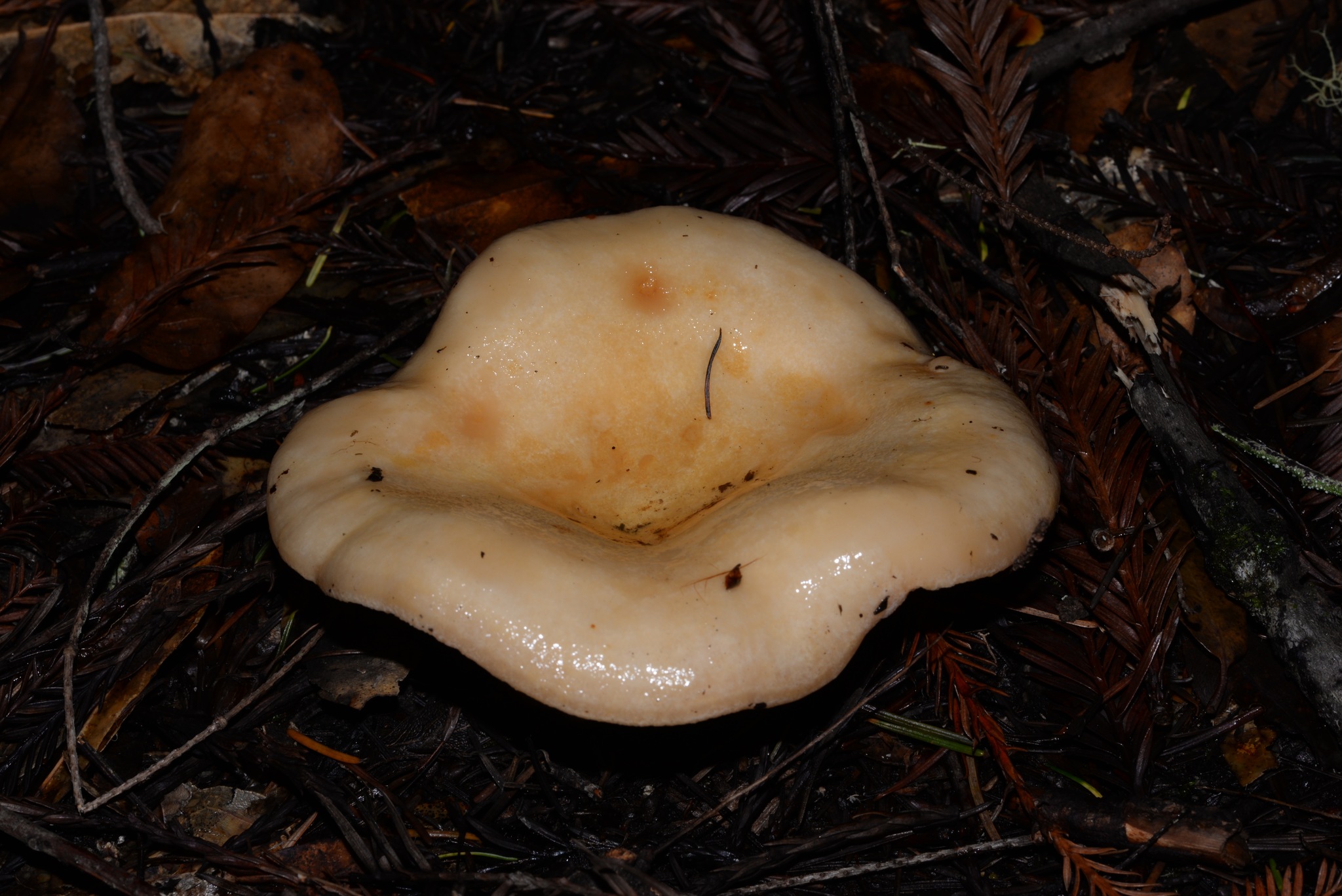 Lactarius alnicola image