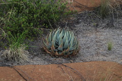Aloe peglerae