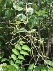 Myriopus