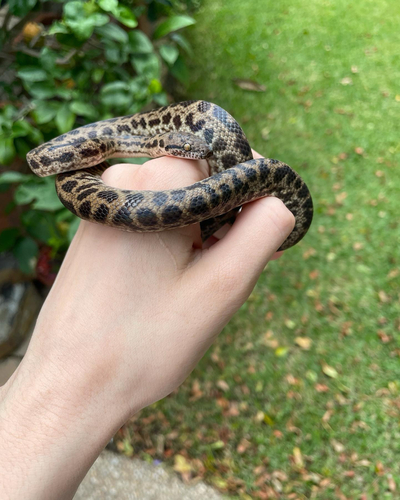 Spotted Python sighting