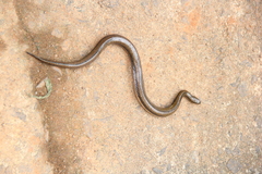 Dieurostus dussumieri