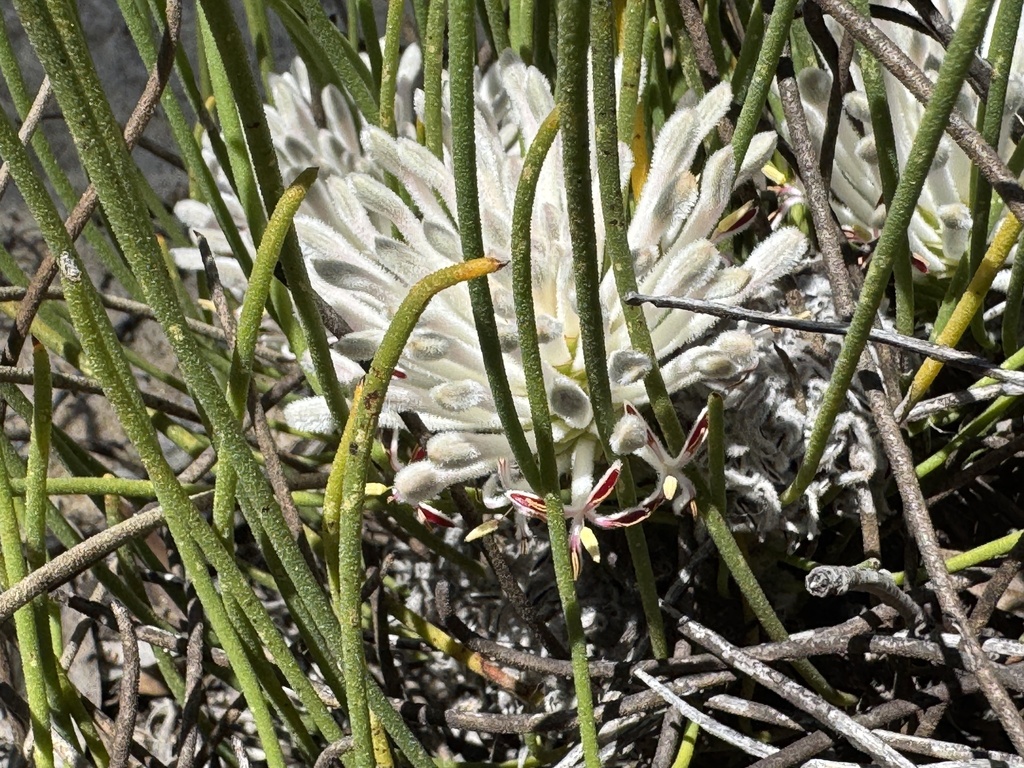 Petrophile aspera