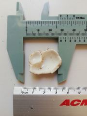 Opeatostoma pseudodon