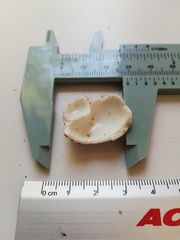 Opeatostoma pseudodon