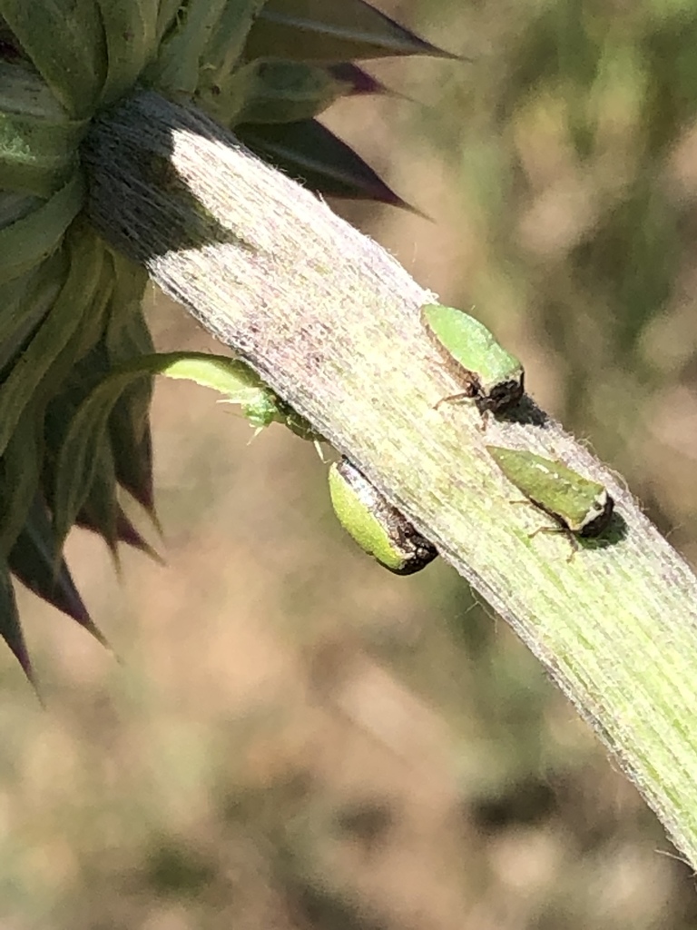 Modest Treehopper