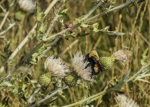 Cirsium brevifolium observed 2025-08-08