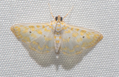 Leucochroma corope