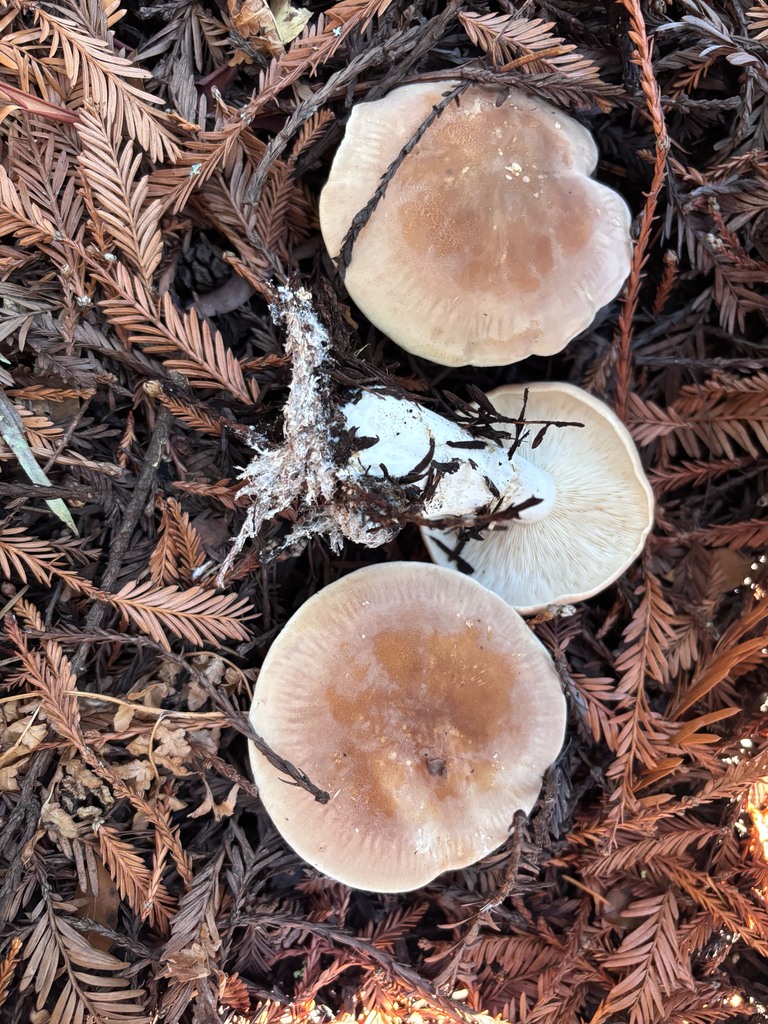 Leucopaxillus gentianeus · November 2025 · photo: © reago (iNaturalist, cc-by)