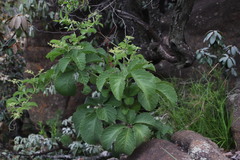 Cyphostemma lanigerum