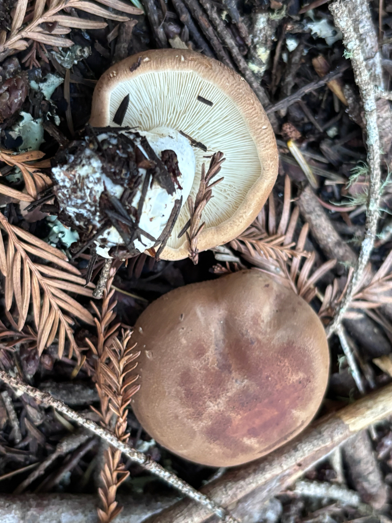 Leucopaxillus gentianeus · November 2025 · photo: © reago (iNaturalist, cc-by)
