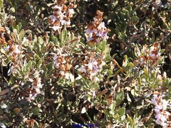 Limoniastrum monopetalum