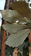 Quercus scytophylla