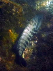 Cephalopholis panamensis