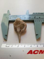 Vokesimurex elenensis