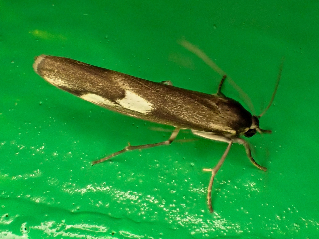 Chrysoscota albomaculata (Chrysoscota albomaculata)