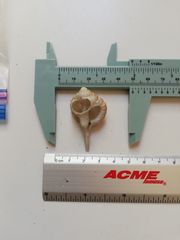 Vokesimurex elenensis