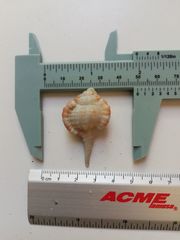 Vokesimurex elenensis