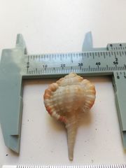 Vokesimurex elenensis