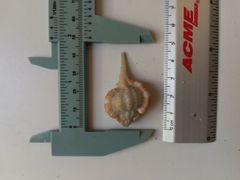 Vokesimurex elenensis