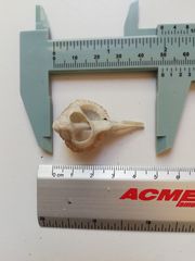 Vokesimurex elenensis