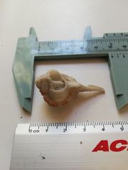 Vokesimurex elenensis