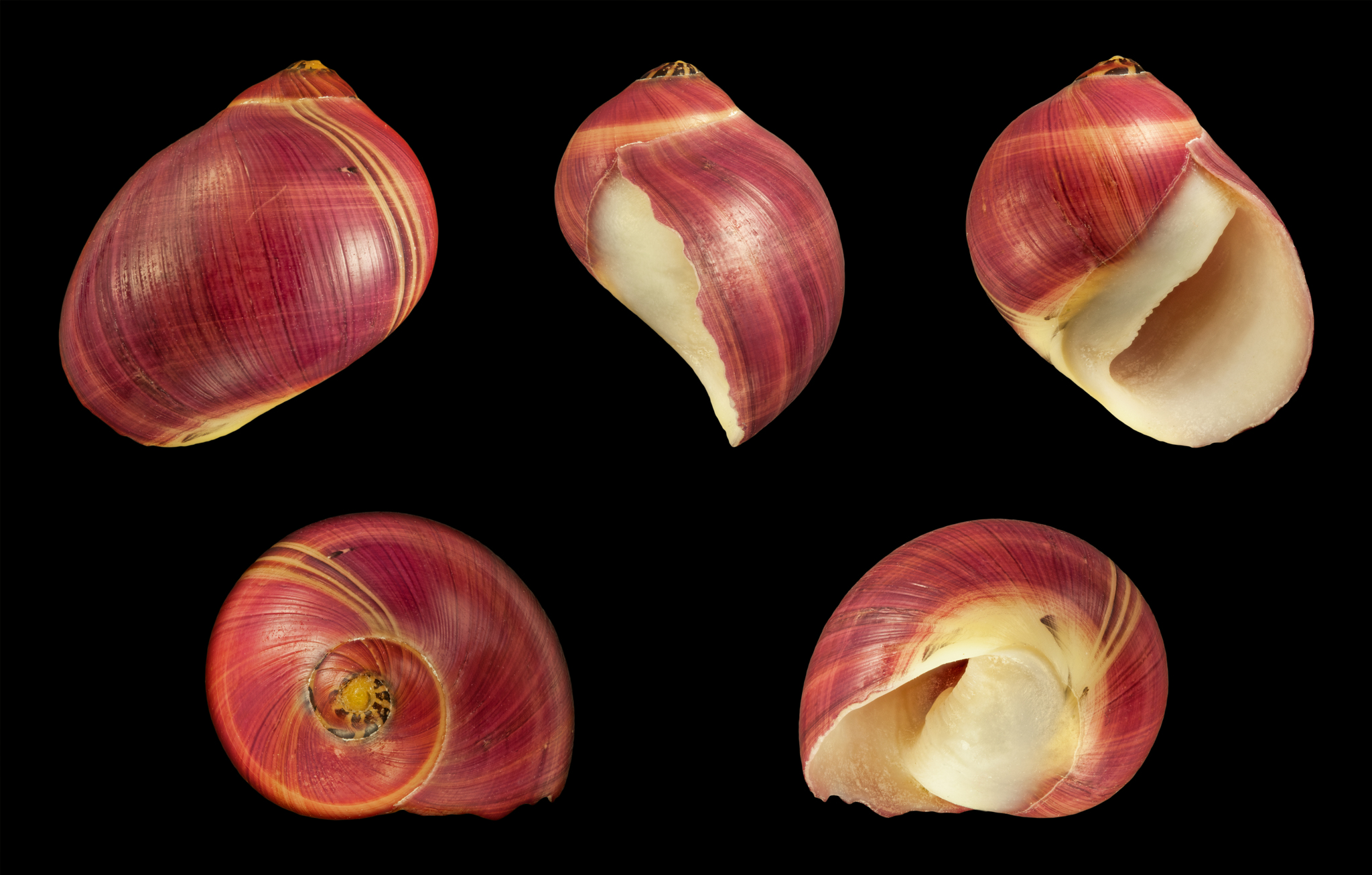 Red Racer Nerite Snail - Vittina waigiensis