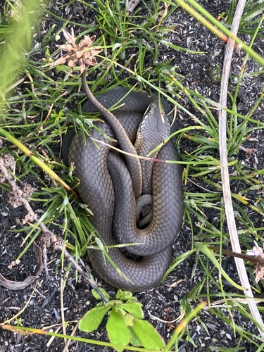 Crowned Snake sighting