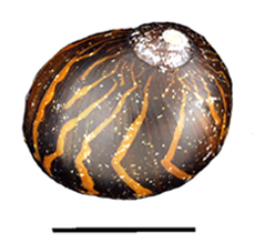 Nérite de Waigeo (nérite course rouge) (Vittina waigiensis)