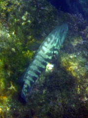 Cephalopholis panamensis